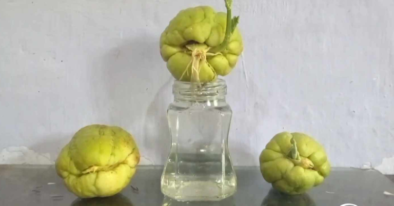 How to grow Chow chow vegetable