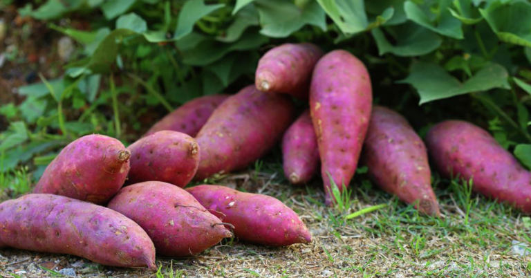 Sweet Potato Benefits
