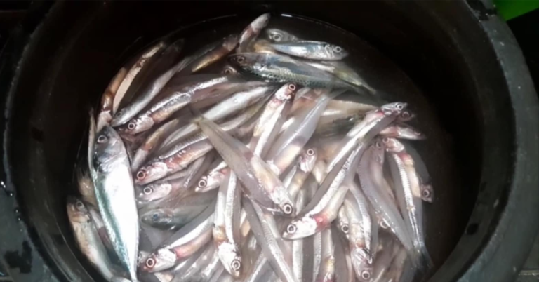 Anchovy(Netholi) Fish curry
